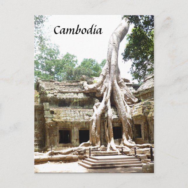 ta prohm tree roots postcard (Front)