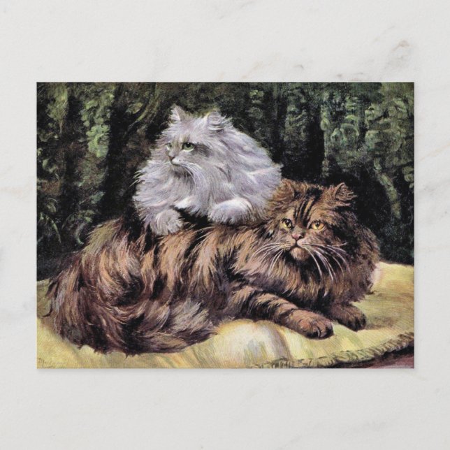 Tabby and Silver Persians Postcard (Front)