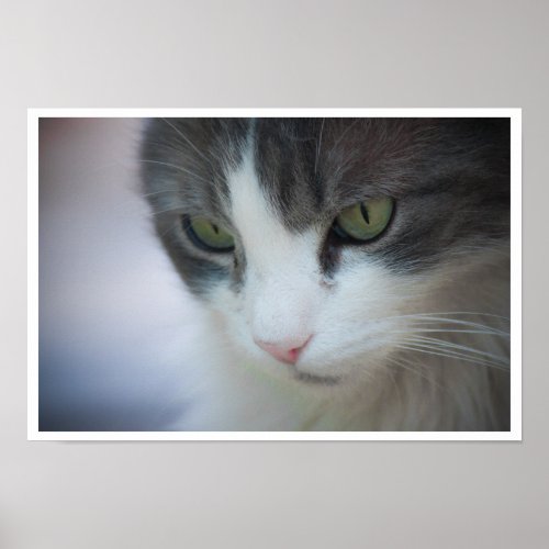 Tabby and White Cat Close_up Poster