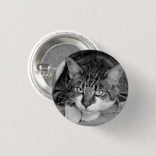 Tabby and White Cat Face Button