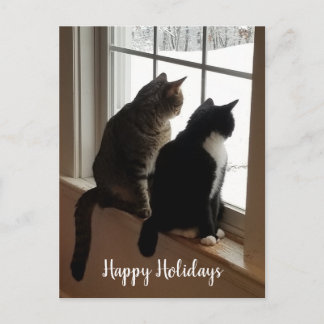 Tabby & Black and White Cats Window Postcard