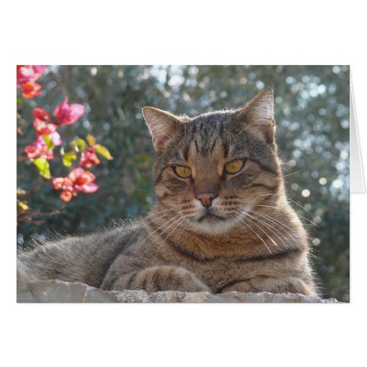 Tabby Cat (Front Horizontal)