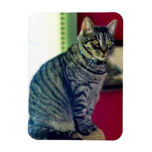 Tabby Cat 3"x4" Photo Magnet