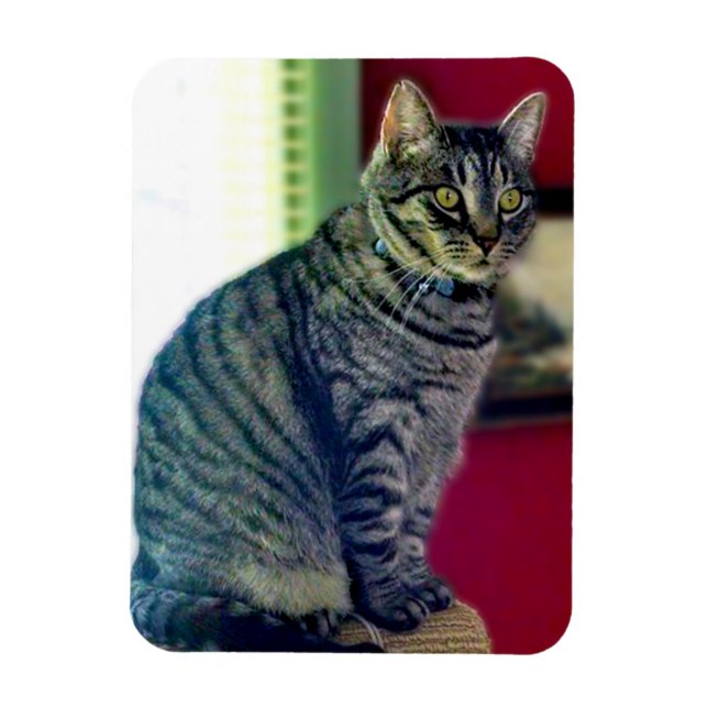 Tabby Cat 3"x4" Photo Magnet (Vertical)