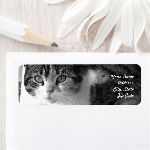 Tabby cat address labels Zazzle