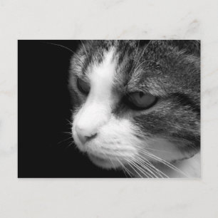 Tabby Cat Black & White Portrait - Animal Postcard