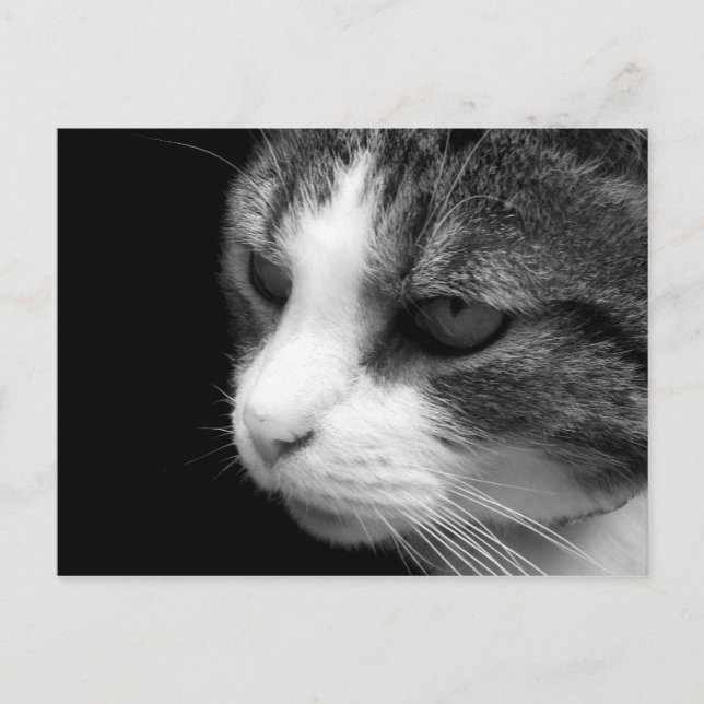 Tabby Cat Black & White Portrait - Animal Postcard (Front)