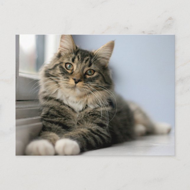 Tabby Cat by a Window Postcard (Front)
