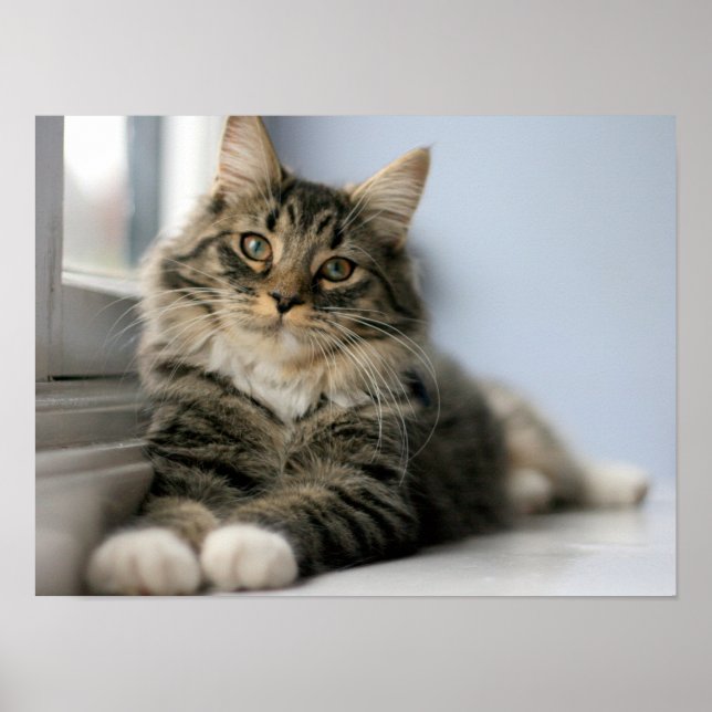 Tabby Cat by a Window Poster (Front)