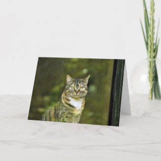 Tabby Cat, card