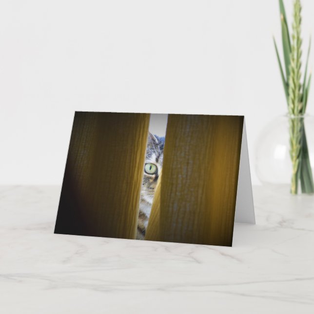 Tabby Cat, card (Front)