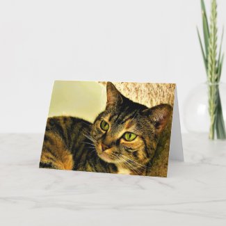 Tabby Cat, card