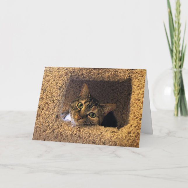 Tabby Cat, card (Front)