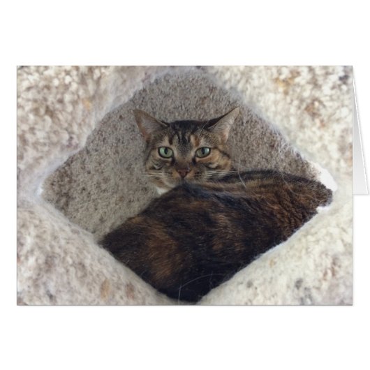 Tabby Cat, card (Front Horizontal)