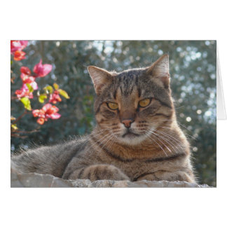 Tabby Cat Cards
