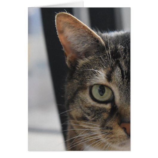 Tabby Cat Cards (Front)
