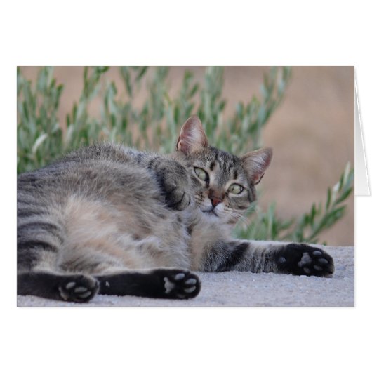 Tabby Cat Cards (Front Horizontal)