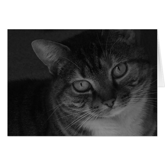 Tabby Cat Cards (Front Horizontal)