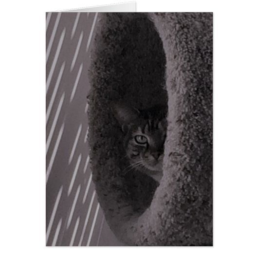 Tabby Cat Cards (Front)