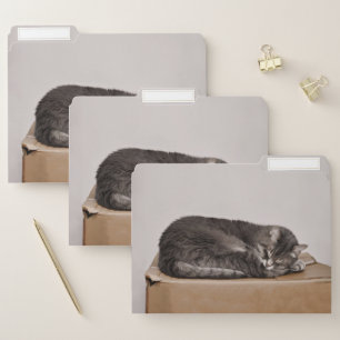 Tabby Cat Cute Elegant Grey Sleeping On Box File Folder