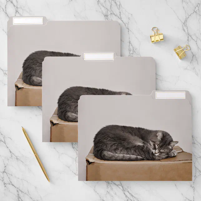 Tabby Cat Cute Elegant Grey Sleeping On Box File Folder | Zazzle