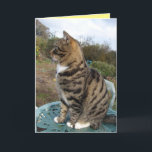 Tabby Cat Cute Striped Cats Birthday Card<br><div class="desc">Tabby Cat Cute Striped Cats Birthday Card. Designed from one of my original photographs,  a must for all cat lovers!.</div>