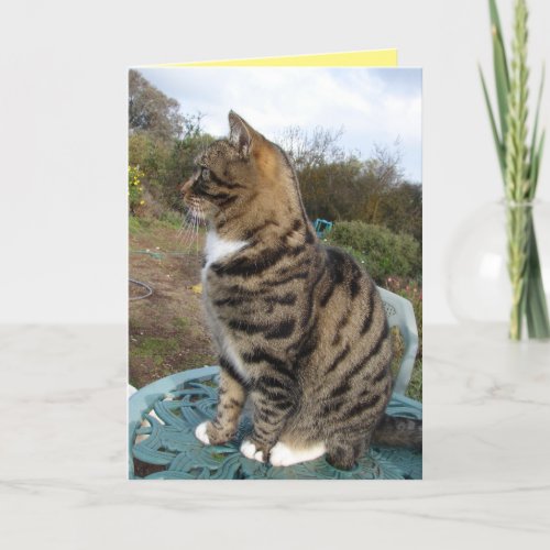 Tabby Cat Cute Striped Cats Birthday Card