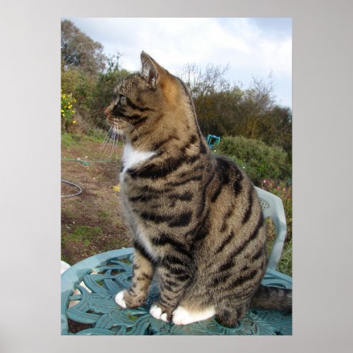 Tabby Cat Cute Striped Cats Birthday Wall Poster