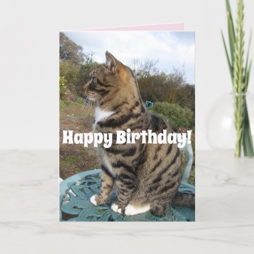 Tabby Cat Cute Striped Cats Happy Birthday Card