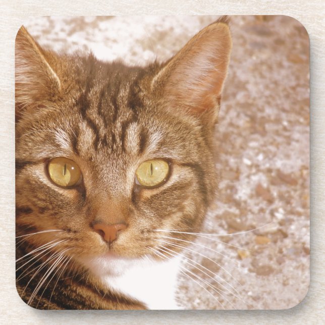 Tabby Cat Drink Coaster (Front)