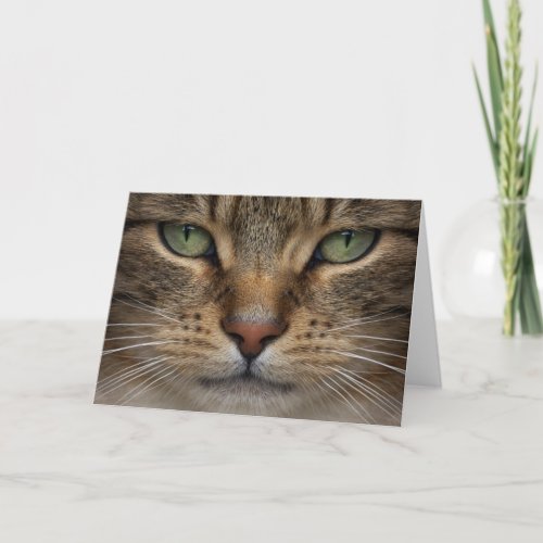 Tabby Cat Face Greeting Card