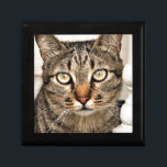 Tabby Cat Gift Box<br><div class="desc"></div>