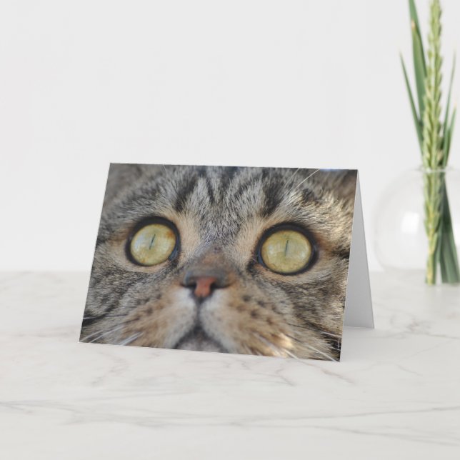 Tabby Cat  - Greeting card (Front)