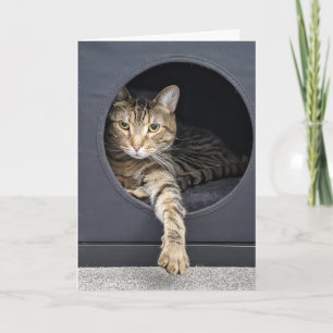 tabby cat in box birthday card