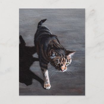 Tabby Cat In Sun With Shadow Postcard by KMCoriginals at Zazzle