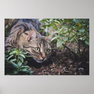 Tabby Cat in Woods Stalking Poster