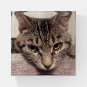 Tabby Cat-Instagram by Shirley Taylor Paperweight