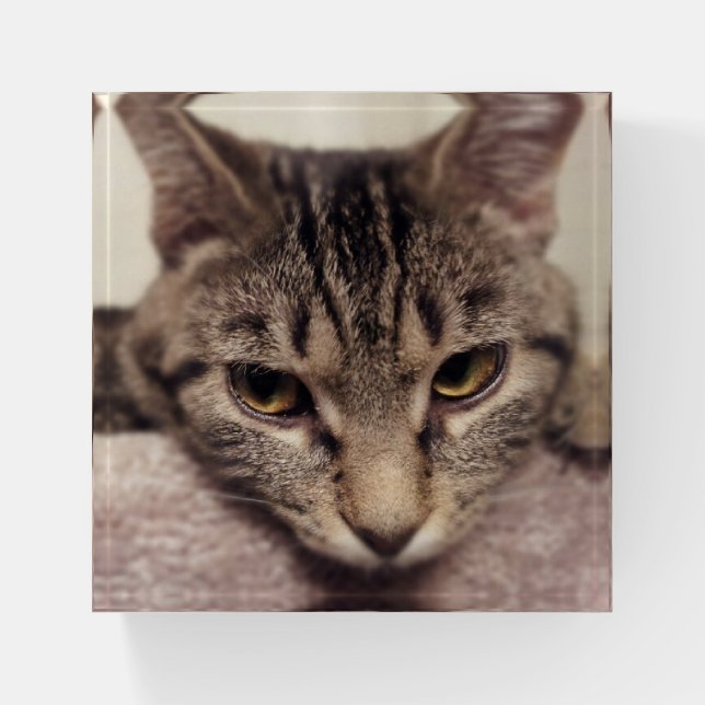 Tabby Cat-Instagram by Shirley Taylor Paperweight (Front)