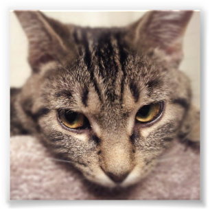 Tabby Cat-Instagram by Shirley Taylor Photo Print