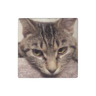Tabby Cat-Instagram by Shirley Taylor Stone Magnet