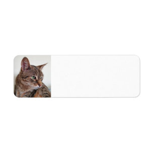 Tabby cat label