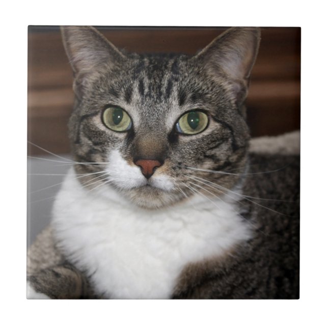 Tabby Cat Looking at You Pet Photograph Ceramic Tile (Front)