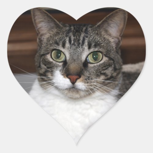 Tabby Cat Looking at You Photo Heart Sticker