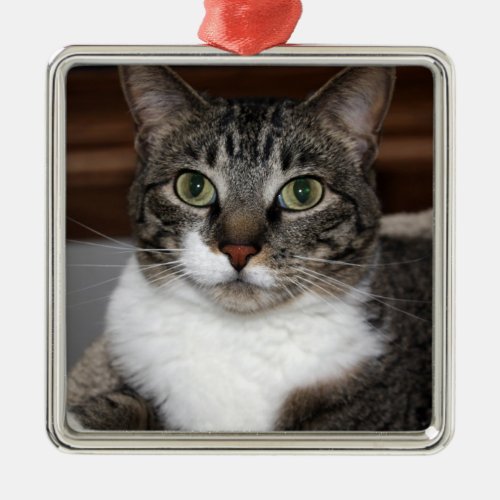 Tabby Cat Looking at You Photo Metal Ornament