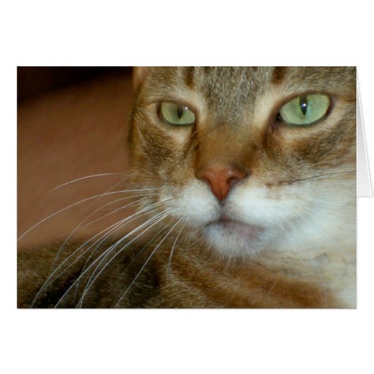 Tabby Cat Love Cards (Front Horizontal)