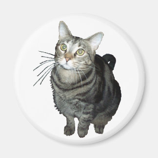 Tabby cat magnet