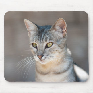 Tabby cat mouse pad
