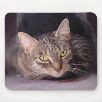 Tabby Cat Mouse Pad
