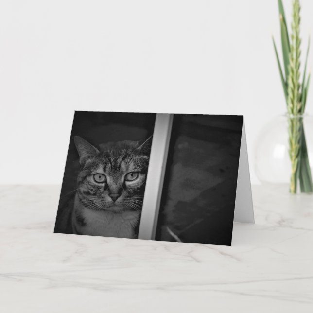 Tabby Cat / Noir, card (Front)