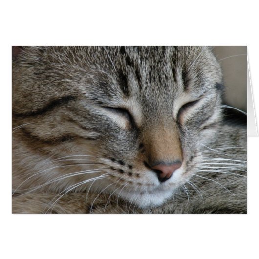 Tabby Cat Note card (Front Horizontal)